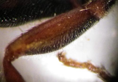 Réf. 252 673 : Nomada ruficornis